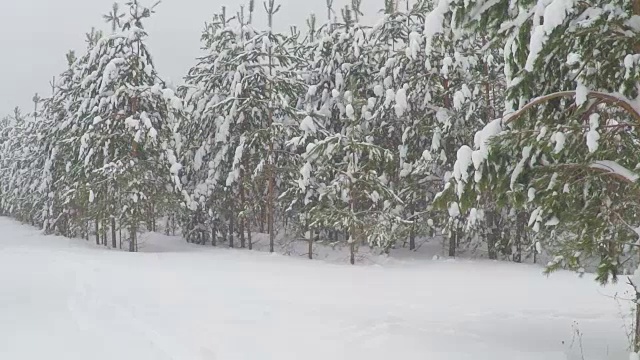 森林公园的降雪。冬天的风景在白雪覆盖的树林。大雪。暴风雪和下雪的道路在一个寒冷的冬天视频素材