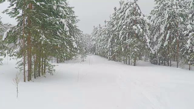 森林公园的降雪。冬天的风景在白雪覆盖的树林。大雪。暴风雪和下雪的道路在一个寒冷的冬天视频素材