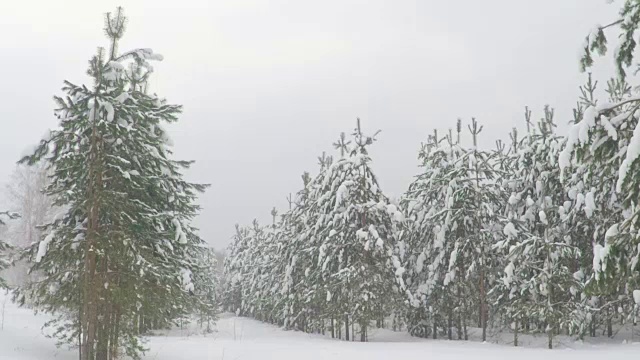 森林公园的降雪。冬天的风景在白雪覆盖的树林。大雪。暴风雪和下雪的道路在一个寒冷的冬天视频素材