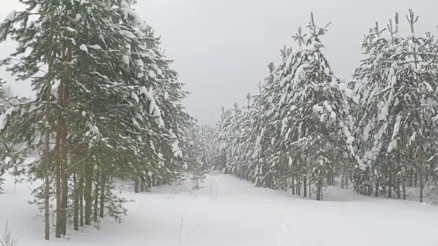 森林公园的降雪。冬天的风景在白雪覆盖的树林。大雪。暴风雪和下雪的道路在一个寒冷的冬天视频素材