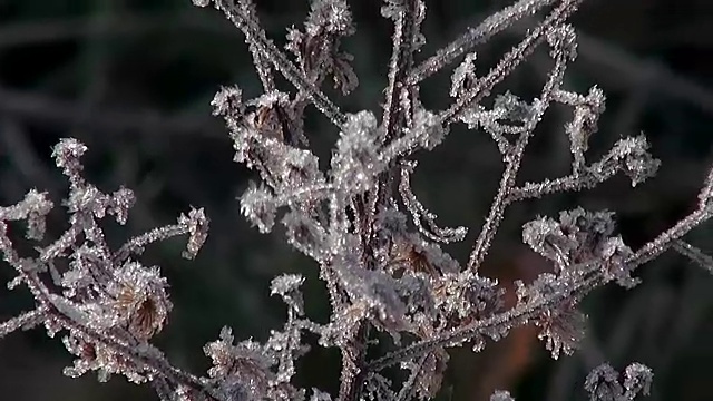 冷冻植物与霜宏。美丽的天然植物部分与冰晶在冬天在近距离视频素材