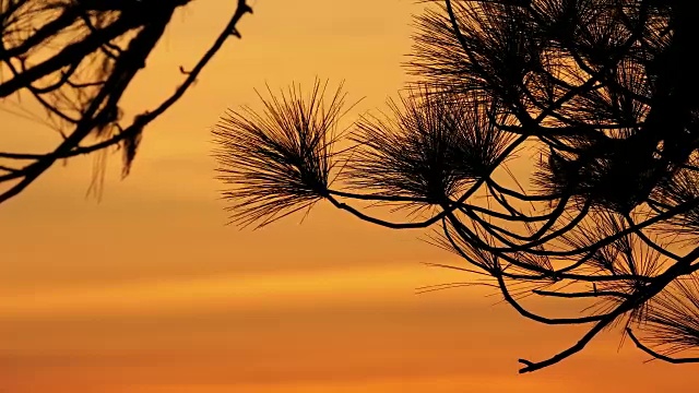 松树的剪影在夕阳中摇曳视频下载