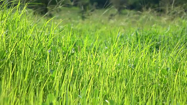 更绿的牧场在风中飘扬视频素材