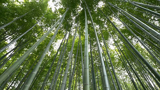 低角度竹林，岚山，日本京都视频素材