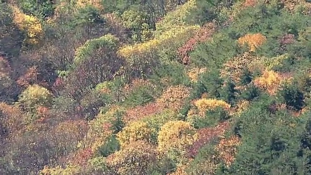 空中，叶季，日本视频素材