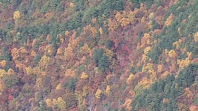 空中，叶季，日本视频素材