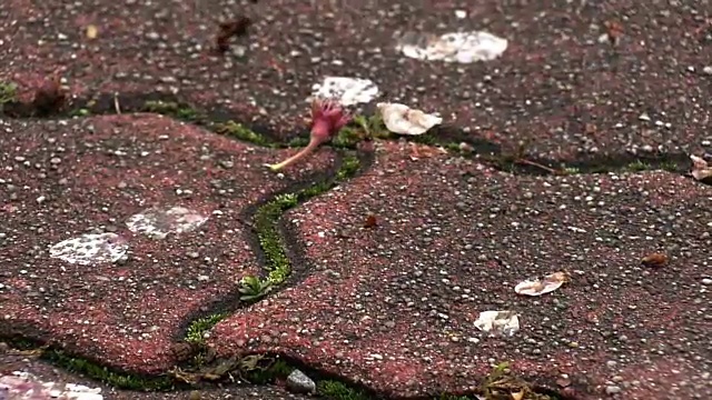 日本大分市的樱花落花视频素材