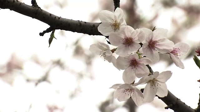 特写镜头;日本大分市，樱花随风摇曳视频素材