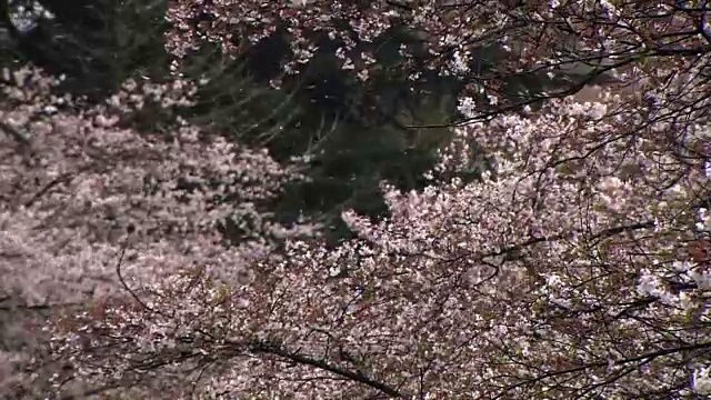 樱花花瓣被风吹起，富山，日本视频素材