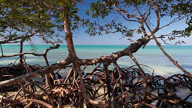 加勒比海海岸的红树林视频素材