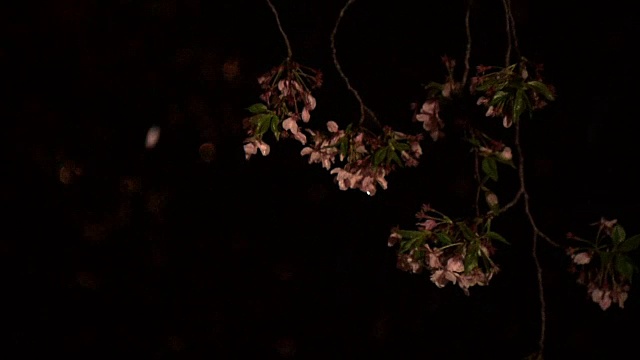 日本东京，樱花与河在晚上视频素材