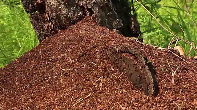 蚁群与树桩在中间平移接近视频素材