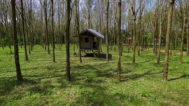 天线:橡胶林中的废弃小屋。橡胶树。视频素材