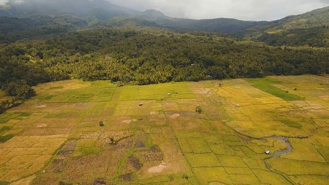 稻田鸟瞰图。菲律宾视频素材