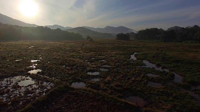 鸟瞰图:日出在群山之间的稻田和放牧的奶牛。视频素材