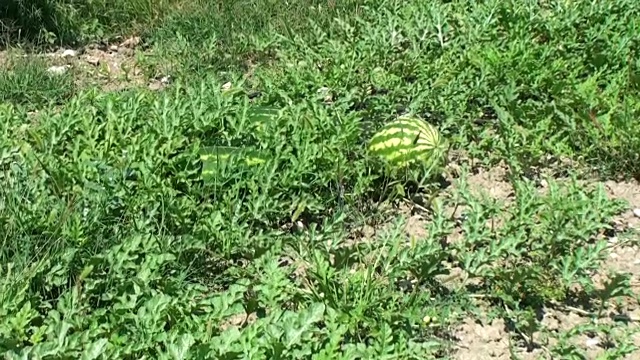 在私家花园中种植长形成熟的西瓜视频素材