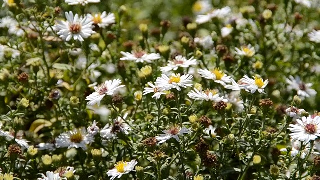 花和蜜蜂视频素材