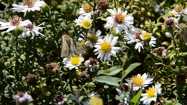 花和蜜蜂视频素材