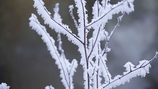 茎上覆盖着白雪视频素材