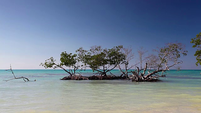 加勒比海海岸的红树林视频素材