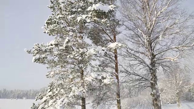 高大的树木上覆盖着厚厚的积雪视频素材