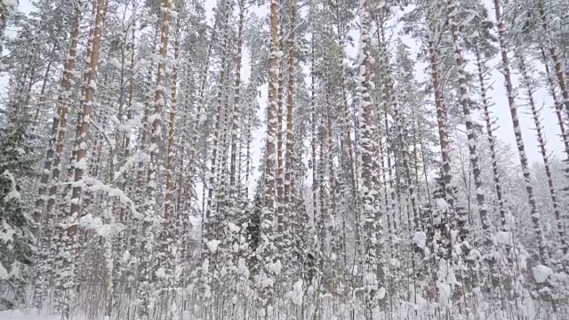 高大的松树上满是积雪视频素材