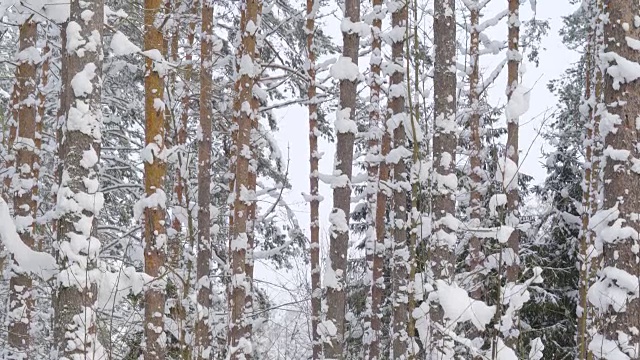 再仔细看看缀着雪的松树视频素材