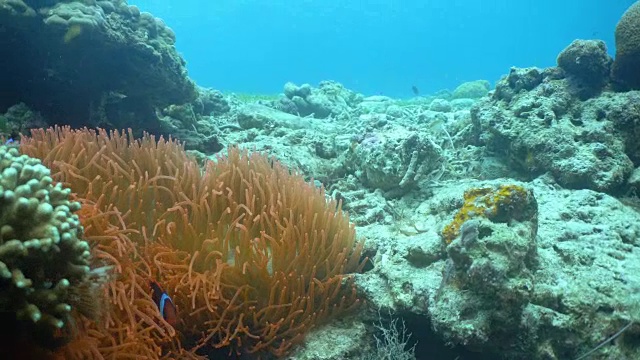 海葵中有小丑鱼视频素材