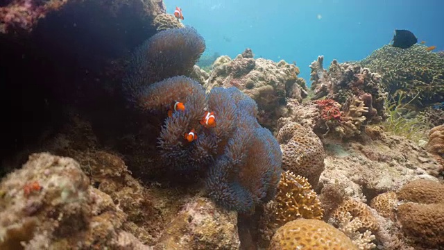 海葵中有小丑鱼视频素材