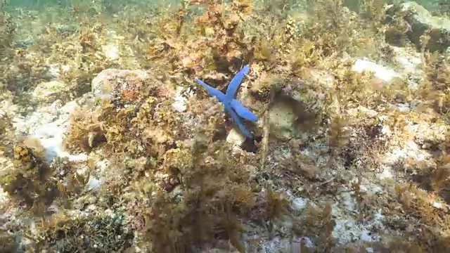 海星在珊瑚视频素材