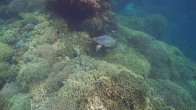 水下海龟视频素材