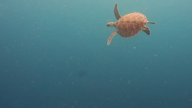 水下海龟视频素材