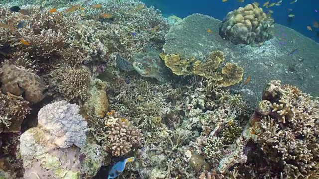 水下海龟视频素材