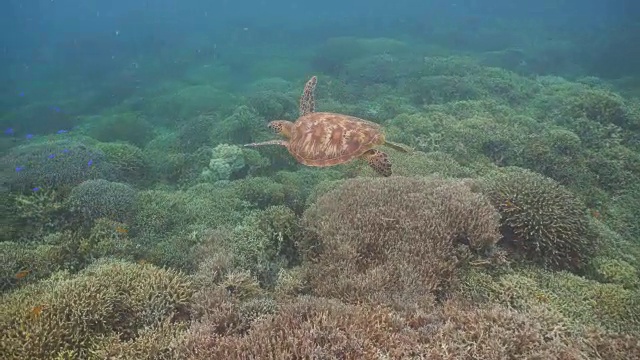 水下海龟视频素材