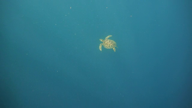 水下海龟视频素材