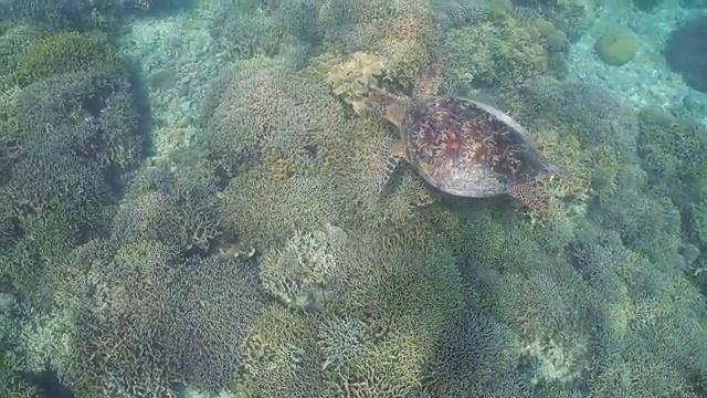 水下海龟视频素材