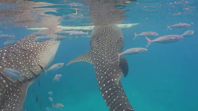 海洋中的鲸鲨视频素材