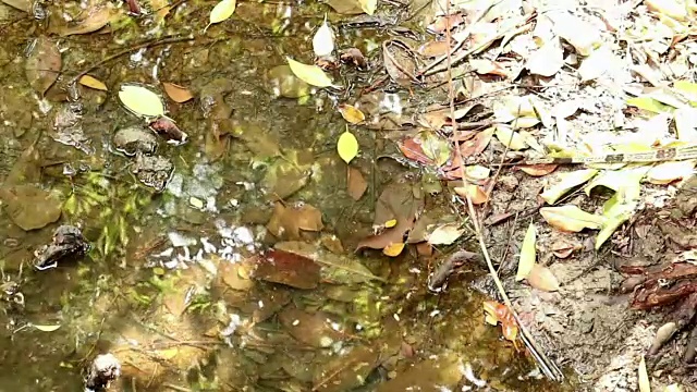 亚洲水监测蜥蜴巡游红树林盐碱沼泽视频素材