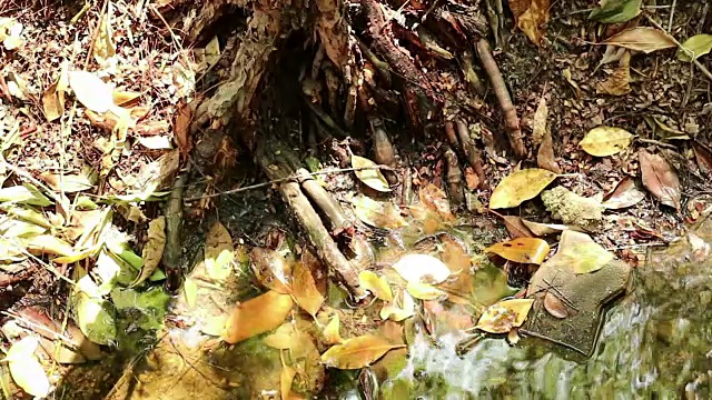 亚洲水监测蜥蜴巡游红树林盐碱沼泽视频素材