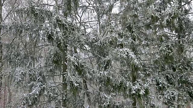 杉树林中的雪视频素材