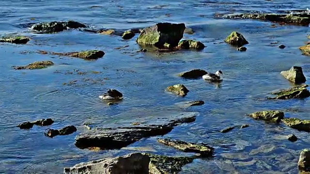 小鸡在海里游泳视频素材