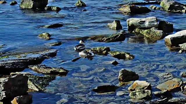 小鸡在海里游泳视频下载