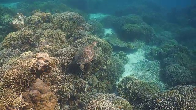 水下海龟视频素材