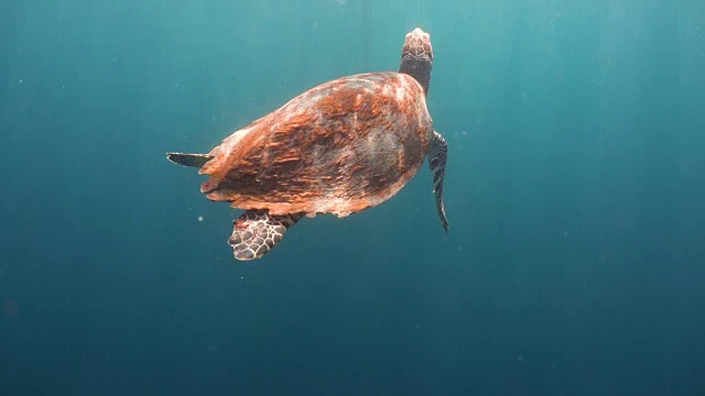 水下海龟视频素材