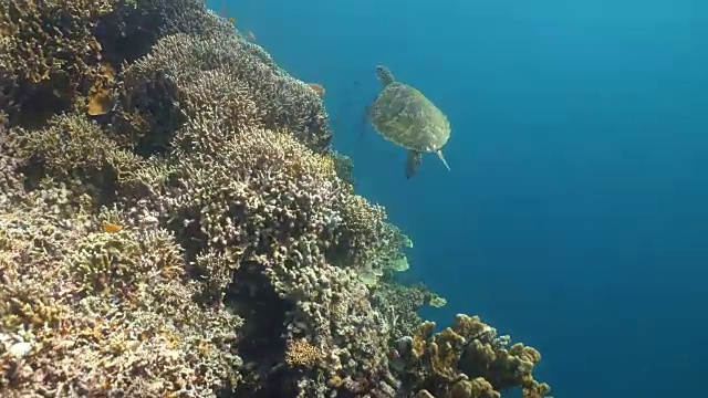 水下海龟视频素材