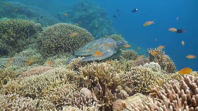 水下海龟视频素材