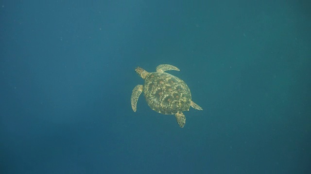 水下海龟视频素材