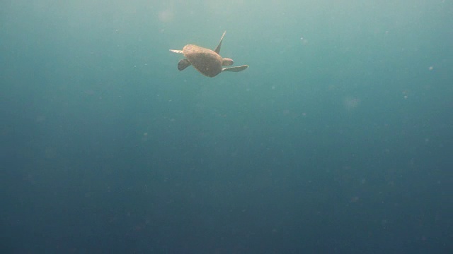 水下海龟视频素材