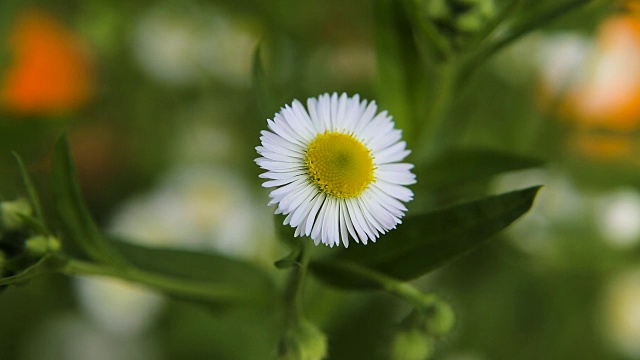 夏日花园里的雏菊视频素材