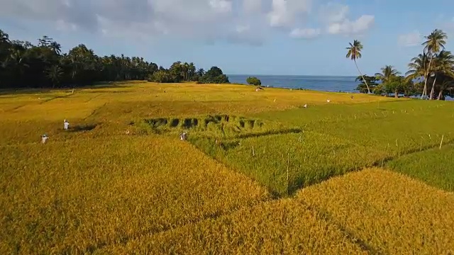 稻田鸟瞰图。菲律宾视频素材